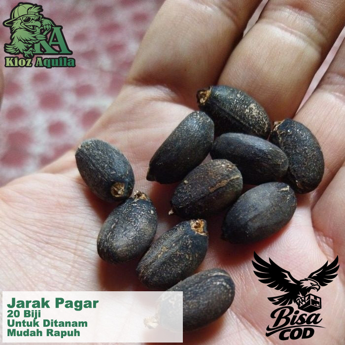 Biji Buah Jarak Siap Tanam 20 pcs