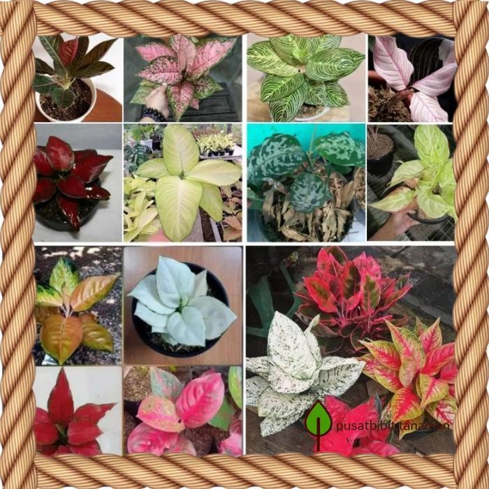 16 bonggol aglonema otw bertunas