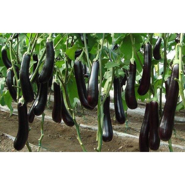 50 BUTIR BIJI / BENIH TERONG HITAM PANJANG