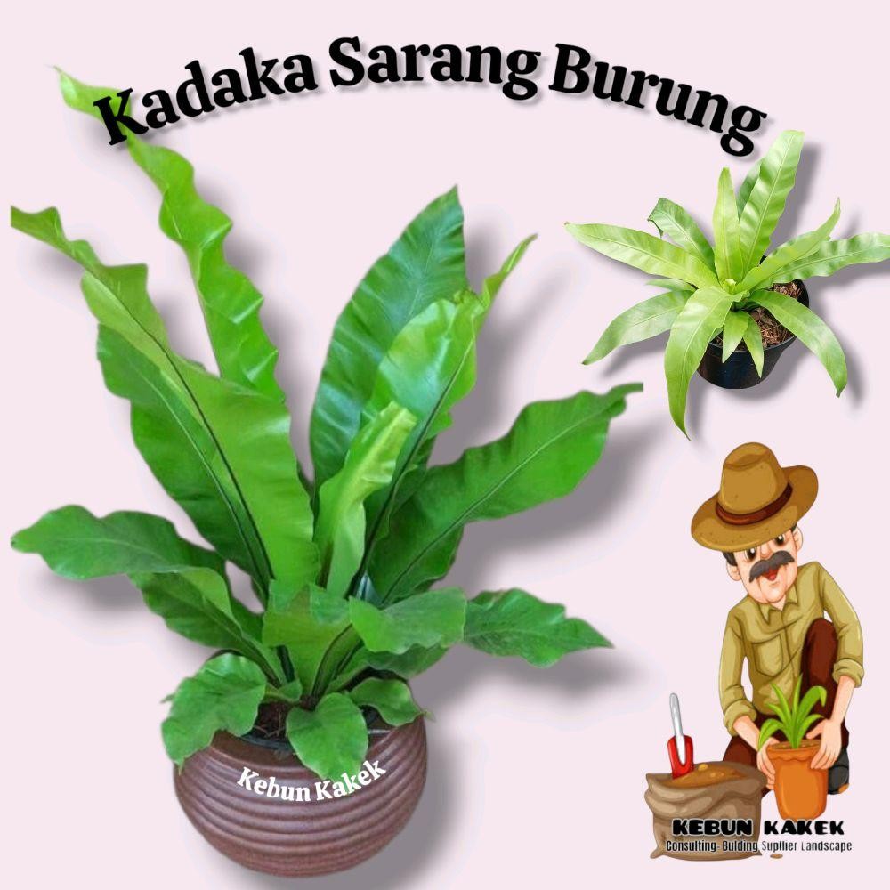 Kadaka Sarang Burung / Tanaman Hias Kadaka Sarang Burung / Pohon Kadaka Bibit