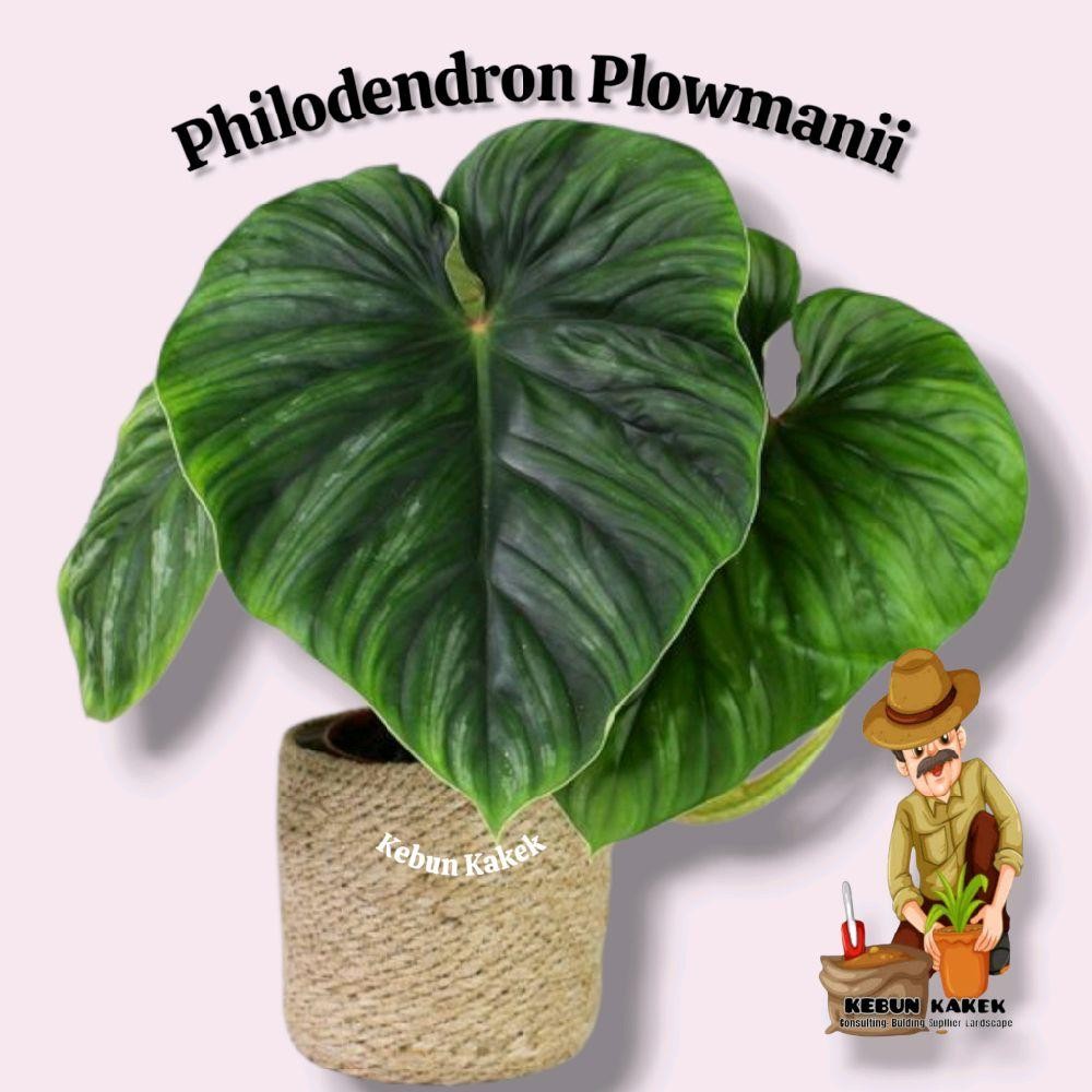 Philodendron Plowmanii / Tanaman Hias Philodendron Plowmanii / Tanaman Hias Hidup Philodendron Plowm