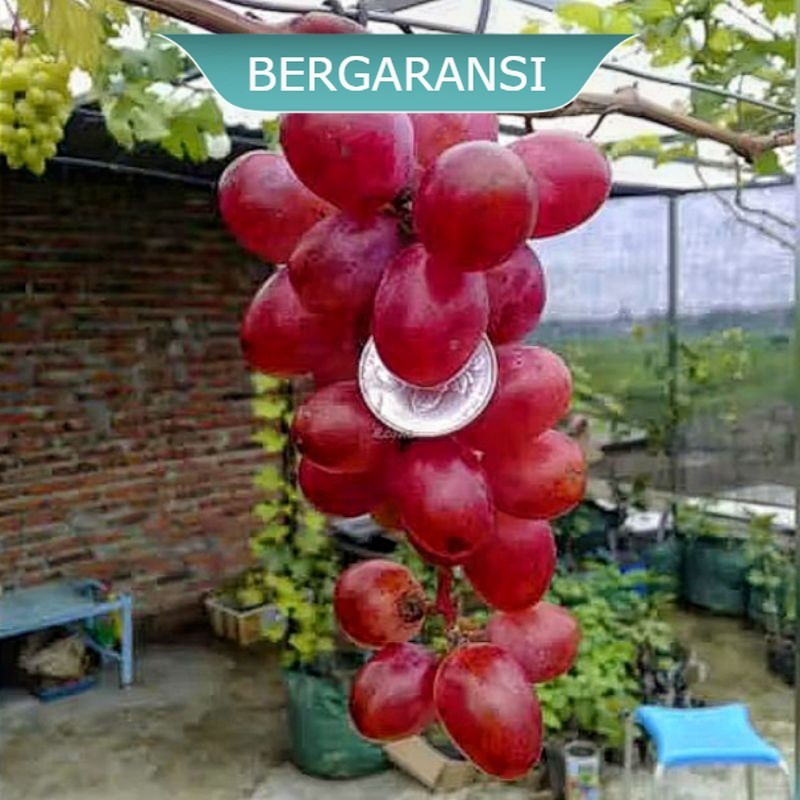 Bibit Anggur Import Nina Queen Ukraina Valid Cepat Berbuah & Manis  BERGARANSI  - CHETOZ