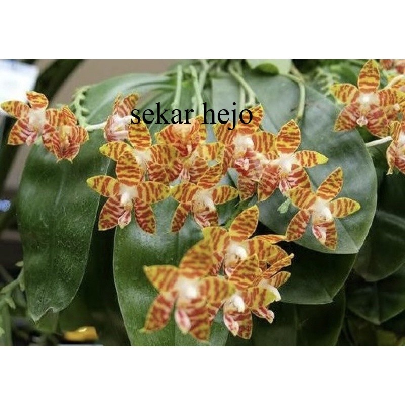 Anggrek Phalaenopsis Amboinensis Dewasa | Bulan Ambonensis