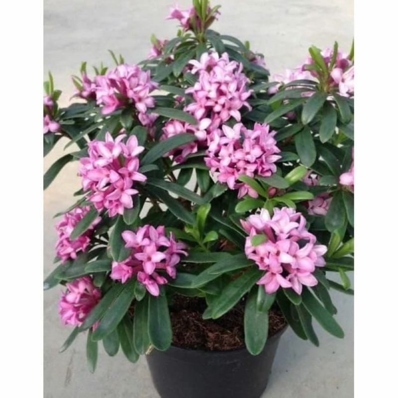 (BISA COD) Tanaman hias asoka bunga ungu-asoka bunga unggu