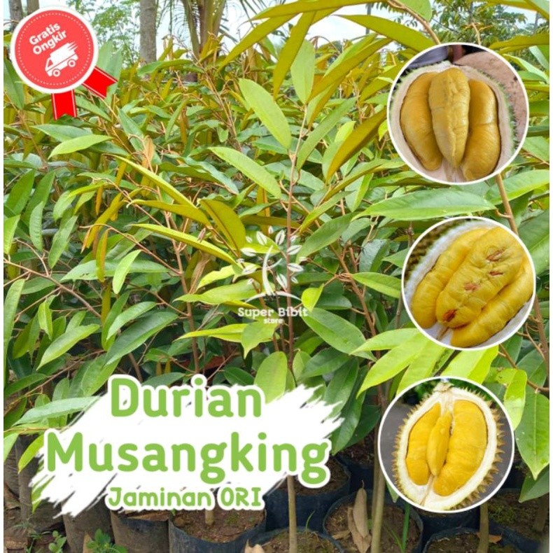 Bibit Durian Musangking Super Unggul Cepat Berbuah