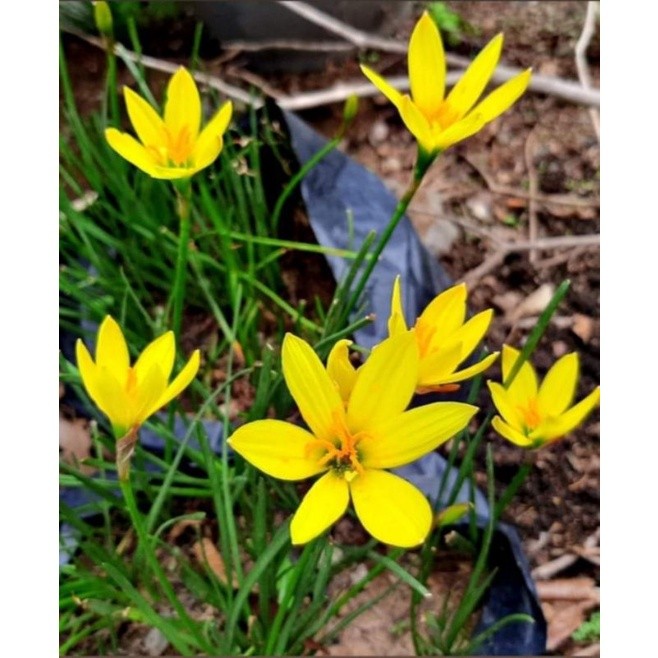 Umbi Bunga Rain Lily Citrina/Lili Hujan kuning