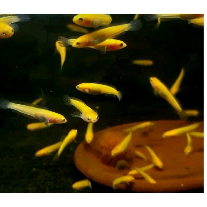 Channa Limbata Golden Cantik 7 cm | Ikan Hias Predator | Jawa Timur