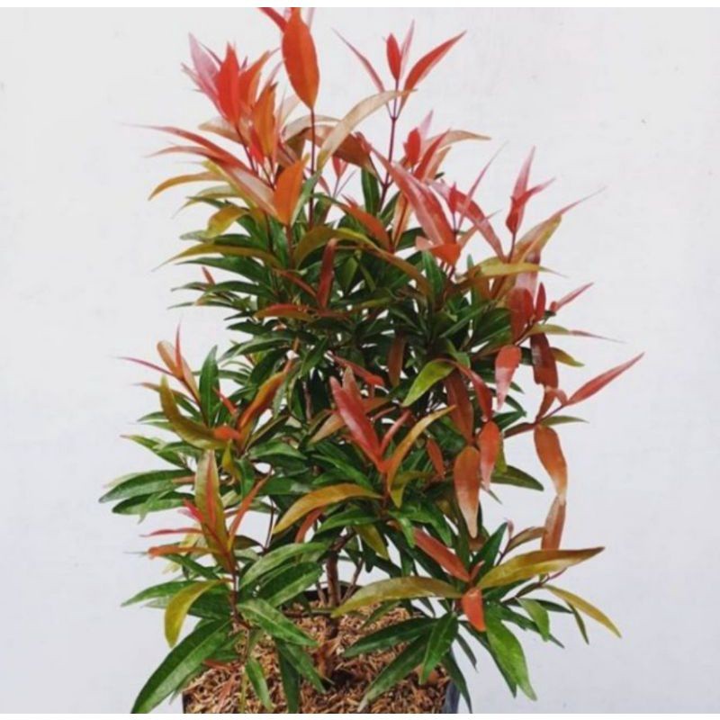 Tanaman Hias Pucuk Merah / Bibit Pucuk Merah / Oliana / Sygium - TANAMAN HIAS HIDUP - BUNGA HIDUP - 