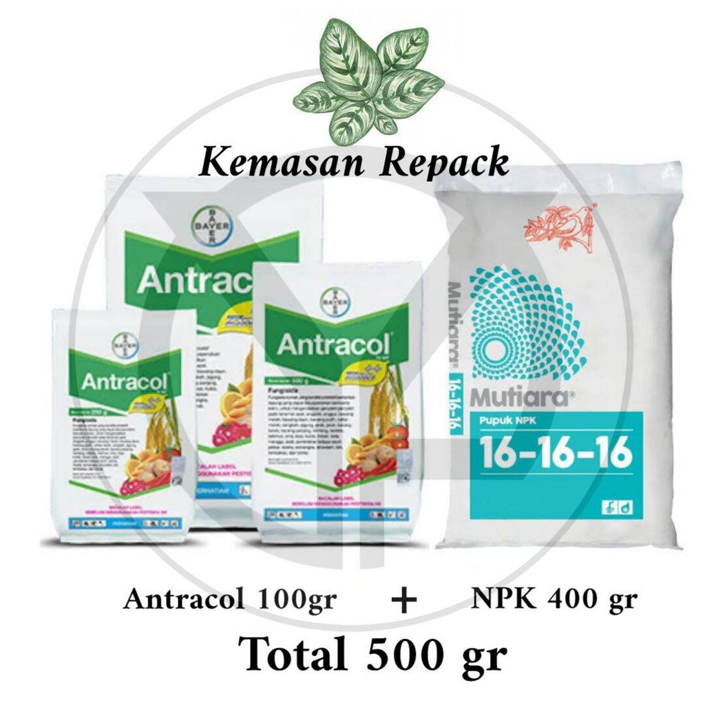Fungisida Antracol dan NPK Mutiara (Kemasan Repack) Recommended Aglonema dan Tanaman Hias