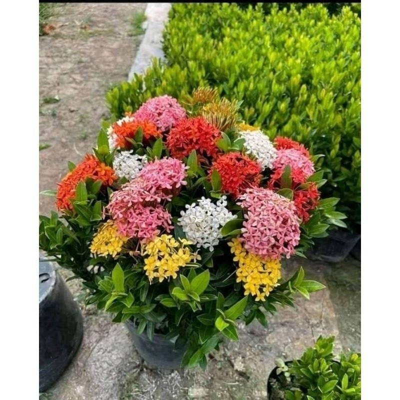 (NEW) promo tanaman hias asoka bunga tumpuk - asoka bunga