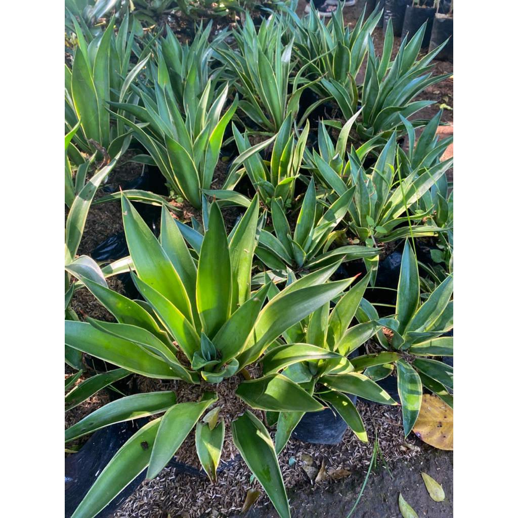 Tanaman Hias Agave Americana Kualitas Terbaik Super Premium