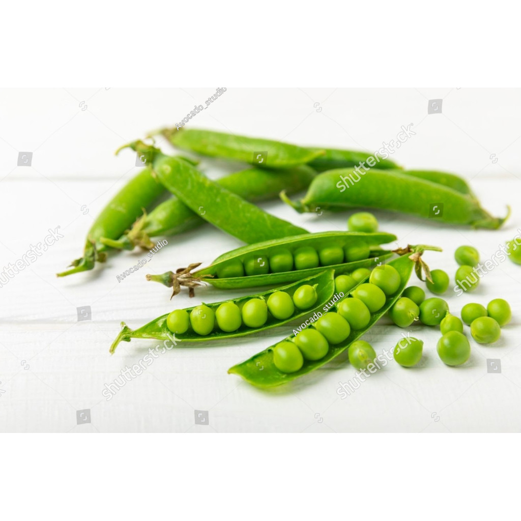 NEW BIBIT BENIH kacang polong