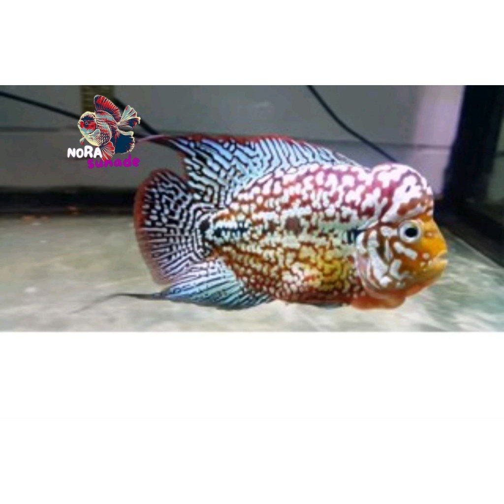 Burayak Lohan Kamfa x GB Blue Louhan 3 Cm Bonus Pakan Beli 3