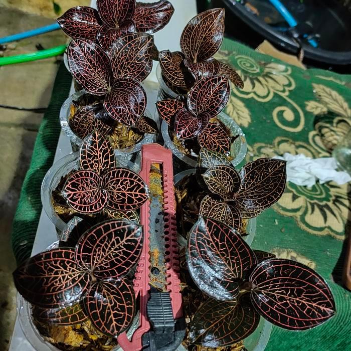 jawel orchid macodes