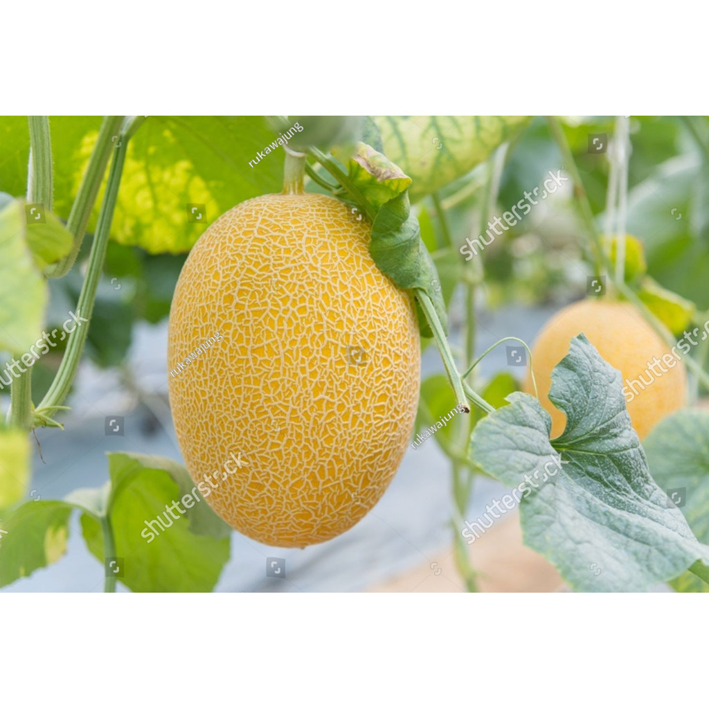 BA Benih Melon Golden