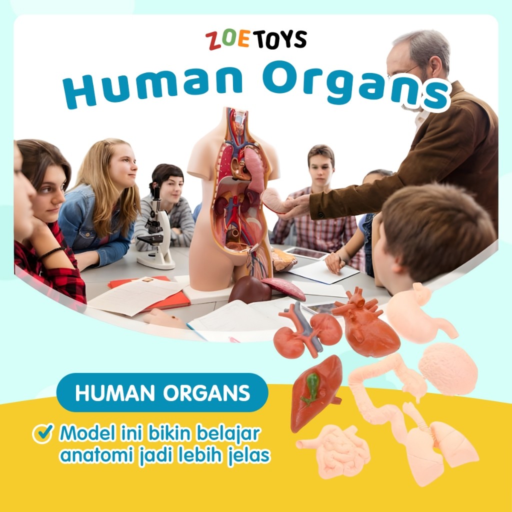junghimarket - Zoetoys Human Organs Figurine Card Montessori Alat Peraga Organ Tubuh Manusia Body An
