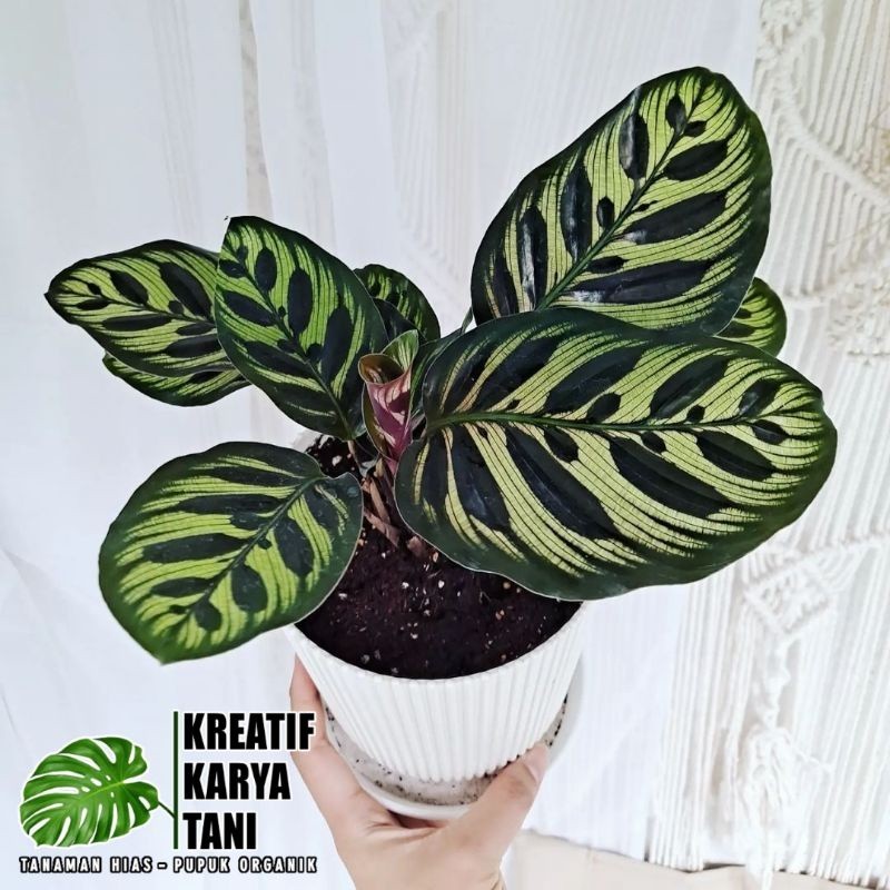 Calathea Makoyana - Tanaman hias calathea makoyana - Kalatea Makoyana