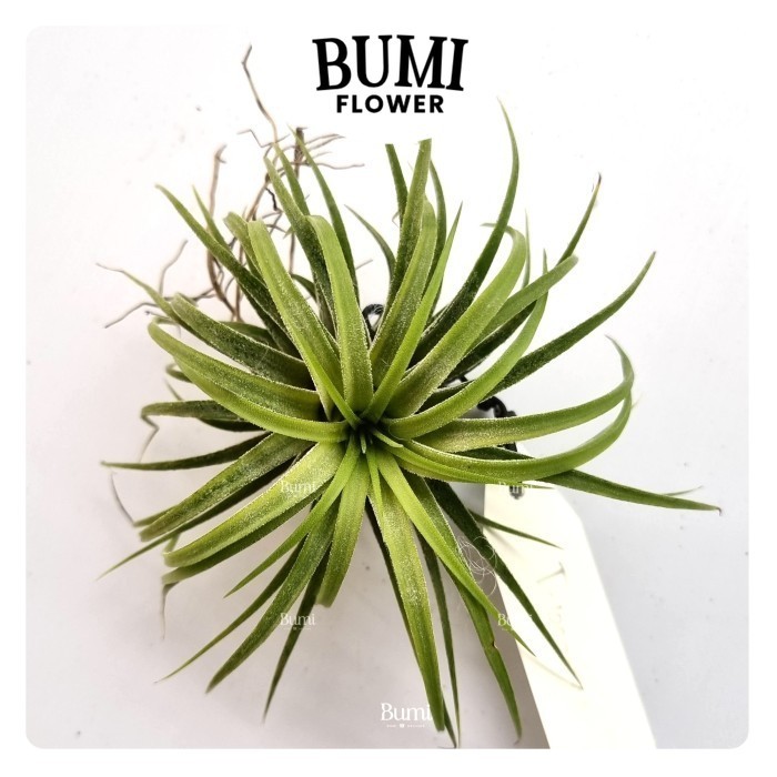 Tillandsia ionantha 'Druid' Variegated - Bumi Tillandsia Air Plants Tanaman Hidup Tanpa Tanah