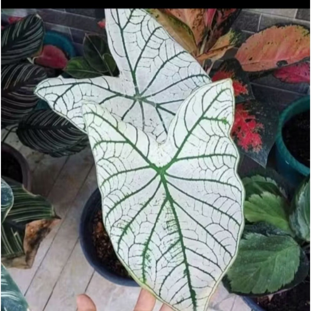 tanaman hias keladi putih-keladi zebra