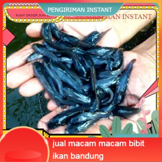 bibit / benih ikan lele ukuran 7-8 cm per ekor  GROSIR BANDUNG PER EKOR INSTANT  BDG MURAH terdekat 