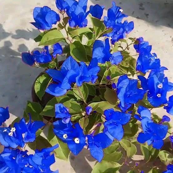 bibit bunga bougenville biru / bunga kertas / bougenville blue
