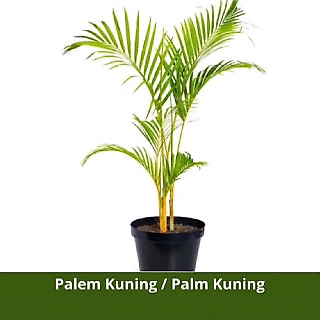 Tanaman Hias Palem Kuning - Pembersih Udara Palem Kuning - Bibit Palem Kuning