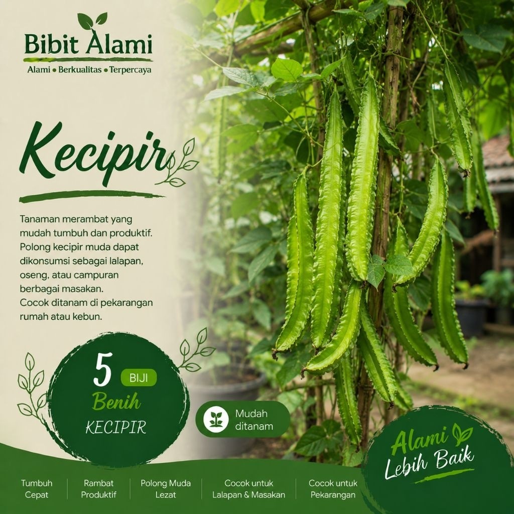 5 Biji Benih Kecipir Unggul Bibit Kecipir Sayur Kecipir Benih Winged Bean Benih Kecipir Rambat Kecip