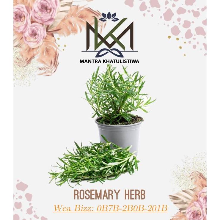 DAUN ROSEMARY SEGAR ROSEMARY LEAVES HERB FRESH