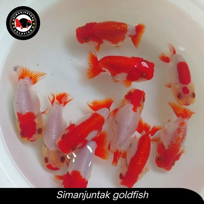 Rancu Red White size 8-10 Ikan Mas Koki Rancu Red White Fancy Ikan Hias Terbaru  Bagus sehat