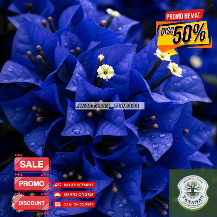 tanaman hias Bougenville biru tanaman bibit bonsai Bougenville berkualitas tinggi - Bibit Bougenvill