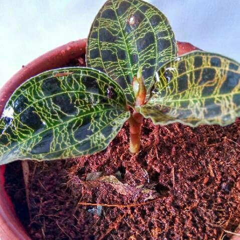 Ready stok Macodes jewel orchid