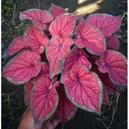 tanaman hias Caladium keladi Red Jaguar daun ganda aotdoor