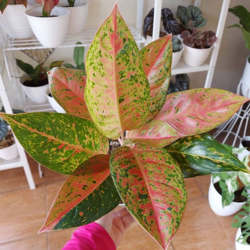 ( BISA COD ) Tanaman Hias Aglonema Bigroy Besar Bunga Hias Aglaonema Big Roy Tanaman Hidup Aglonema 