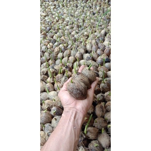 TERBAIK BIBIT PINANG BATARA SUPER UNGGUL(KECAMBAH PINANG ) Bibit Unggul  langsung COD langsung kirim