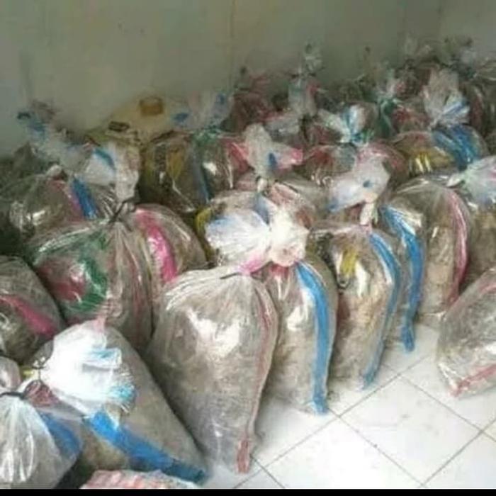 Jangkrik Hidup Hasil Ternak Karungan 1 Kg - Jangkrik Ternak