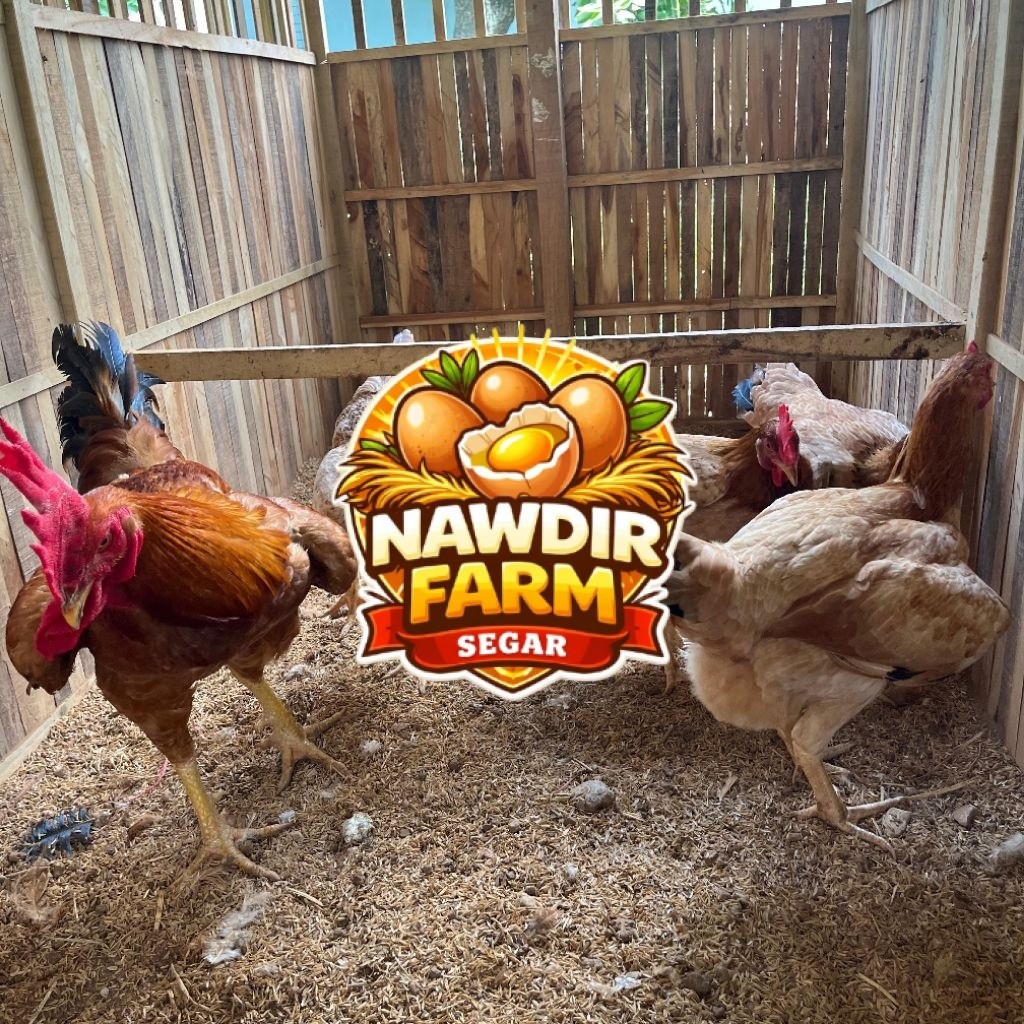 Telur Tetas Ayam Sengkuni & Mardi pencetak doc pedaging