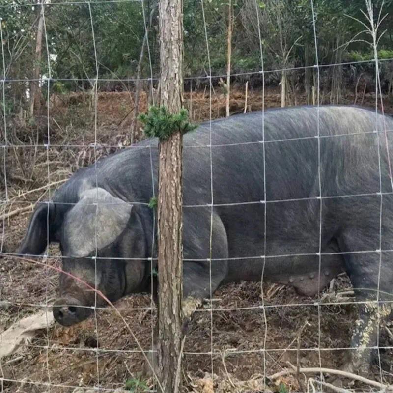 20Meters 1025cm gap livestock Anti Cow Pig Deer Goat Coop Net Animal Husbandry Hinged Joint Field wi