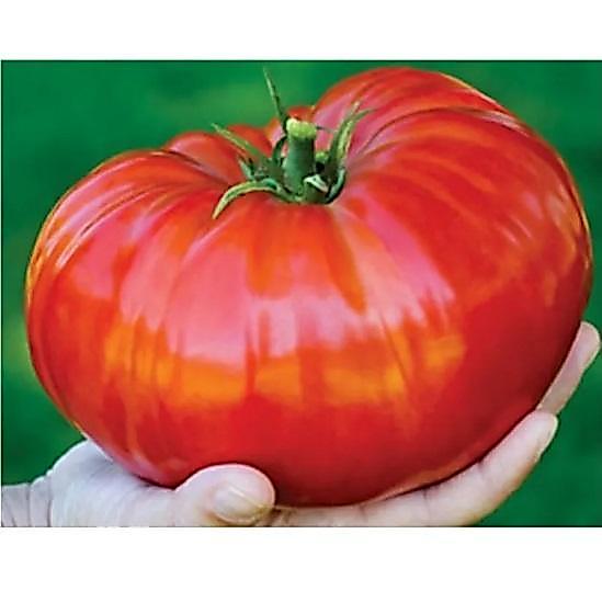 Terbaru Tomat Jumbo / Tomat Raksasa 3 Biji / Benih / Bibit Tomat Jumbo