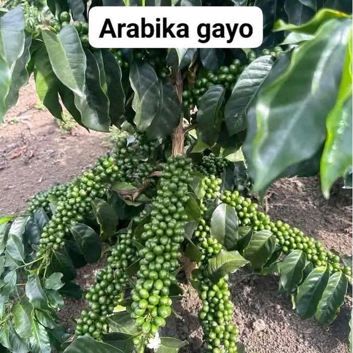 PROMO  Termurah Bibit Kopi Arabika Gayo Siap Tanam Cabutan  Isi/100 bibit