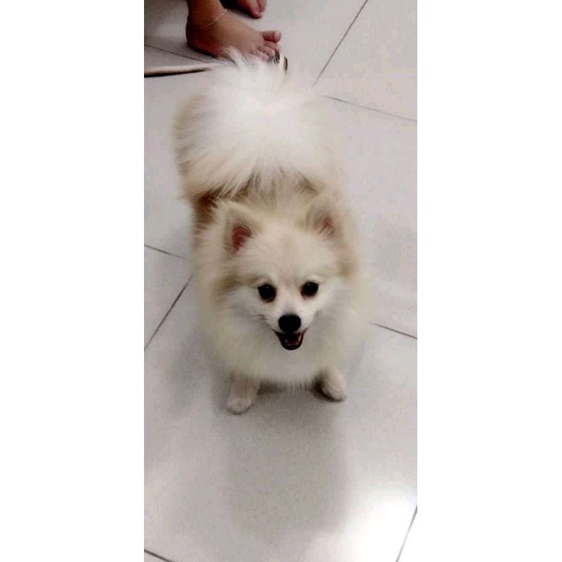 Anakan Anjing minipom / calon indukan minipom
