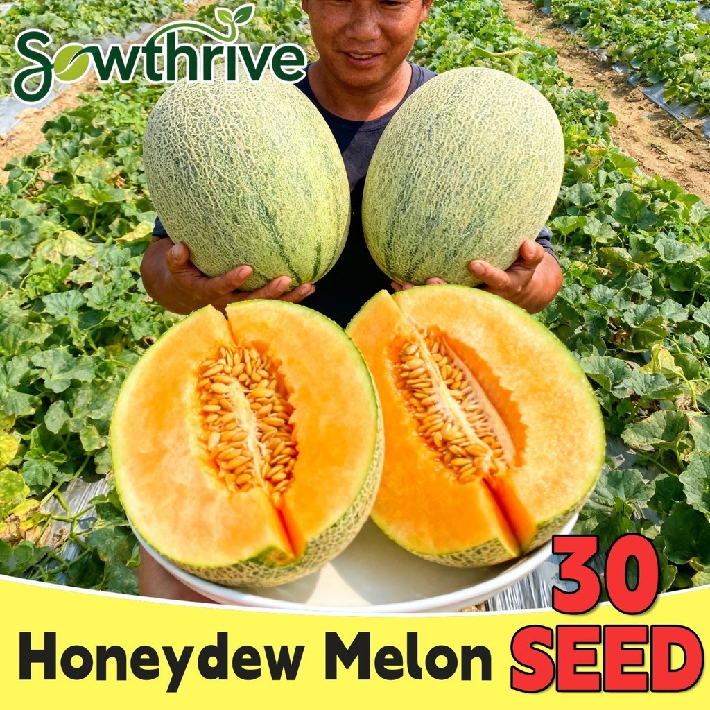 Biji Benih Buah Melon Hami Madu Manis Isi 30 Butir | Benih Melon Hami Xizhou Super Manis Hami Melon 