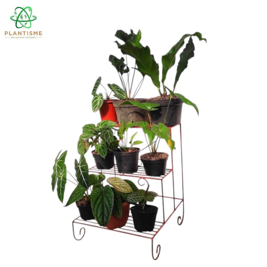 Rak Tanaman - Trivessa Rak Besi Susun 3 Tangga Behel Ukir Tanaman Hias Bunga Buah Sayur Tambulapot D