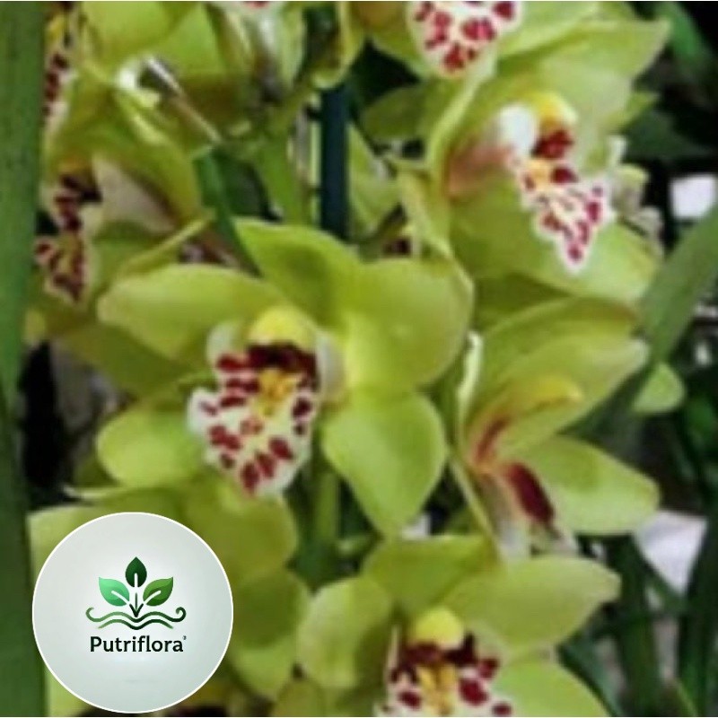 NEW Anggrek Cymbidium Australian | Cymbidium Australia | Cymbidium Bunga Cantik