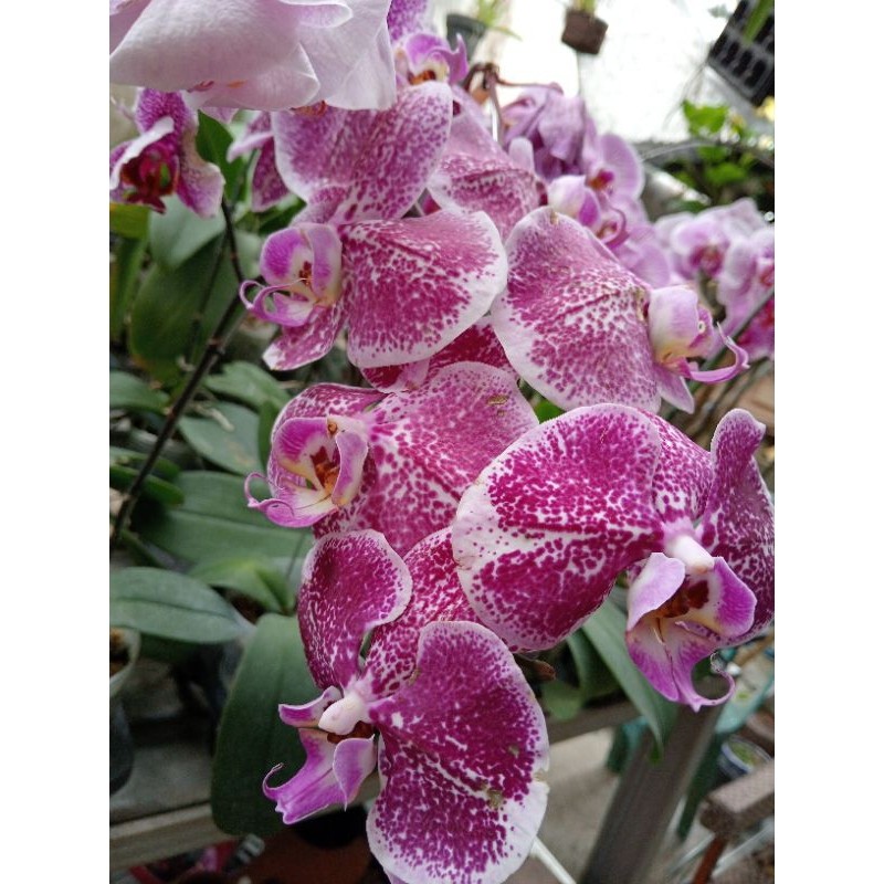 Anggrek Bulan Super Jumbo Novelty Pasca Bunga