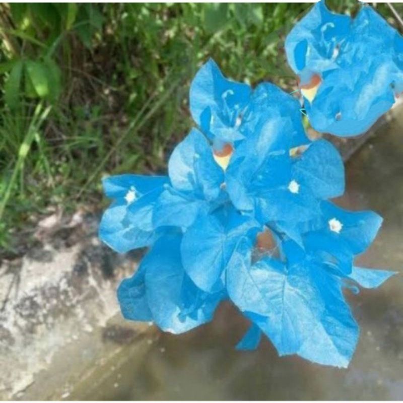 Tanaman hias bunga bugenvil Bunga biru/ Tanaman hias bugenvil bunga biru