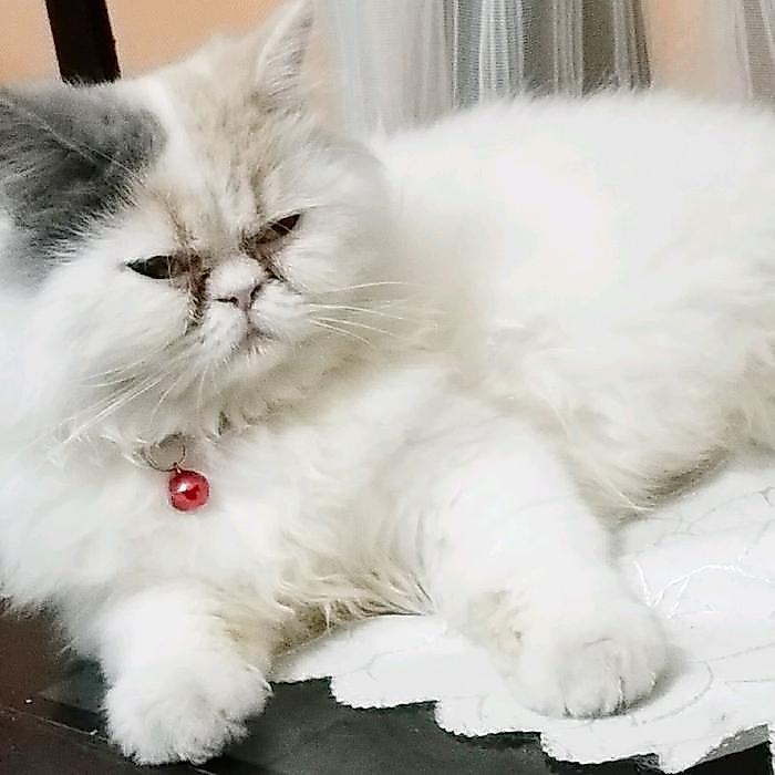 Kucing Persia Jenis Peacknose Betina Usia 2 Th dengan Bulu Lembut dan Warna Putih Cerah - persia pea