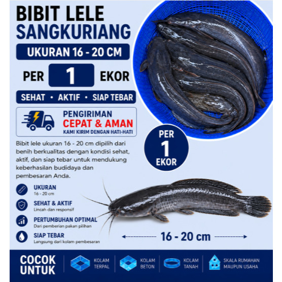 Bibit Lele Sangkuriang Ukuran 16–20 cm Per Ekor | Benih Lele Jumbo Sehat Berkualitas Unggul Siap Teb