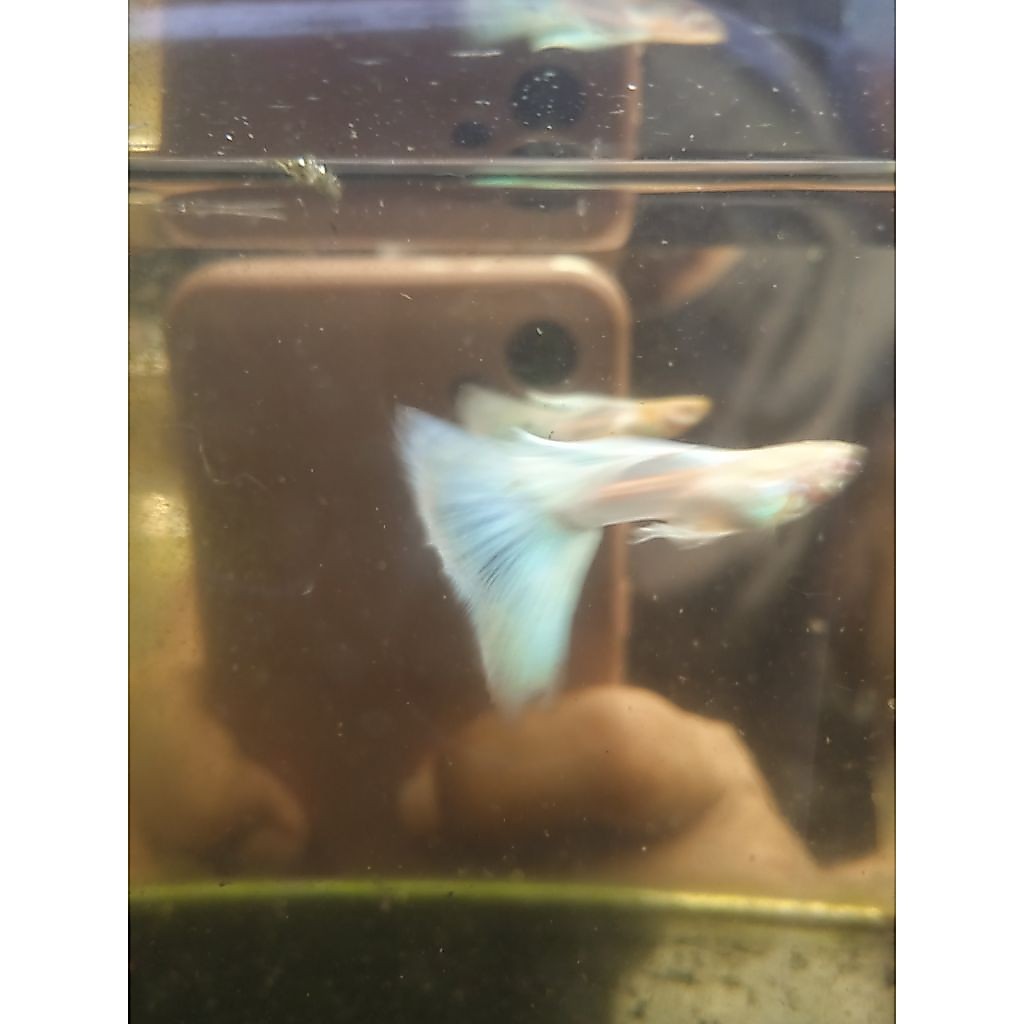 sepasang guppy sky blue ribon bisa pilih