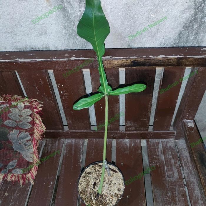 philodendron joepii bonggol