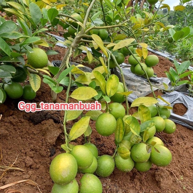 Tanaman Buah Jeruk LEMON CALIFORNIA - Bibit Jeruk Lemon California